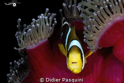 POISSON CLOWN DE MAURICE - Amphiprion chrysogaster 
ILE ... by Didier Pasquini 